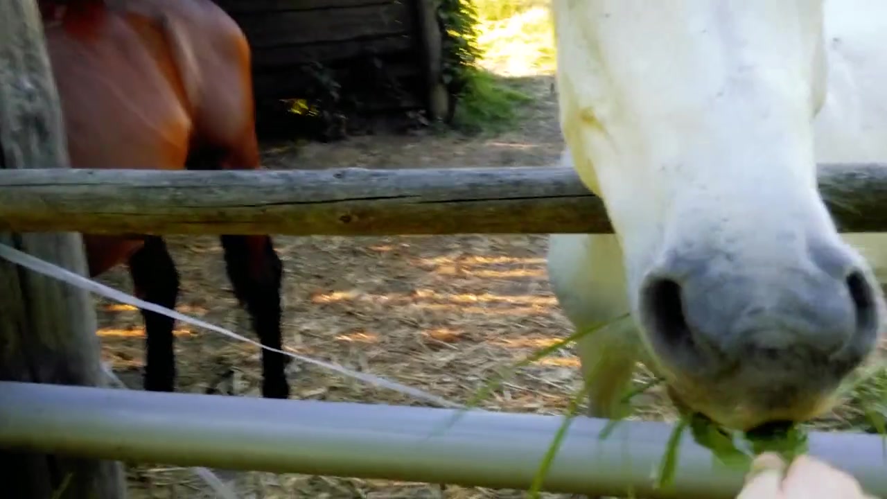 My Day: Personal Video Diary, frame 2 of 2